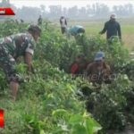 Tingkatkan Hasil Pertanian, Babinsa Sukamaju Bantu Petani Bersihkan Saluran Irigasi