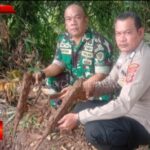 Warga Selajambe Cisaat temukan dua pucuk senjata Organik yang terkubur di Kebun Bambu