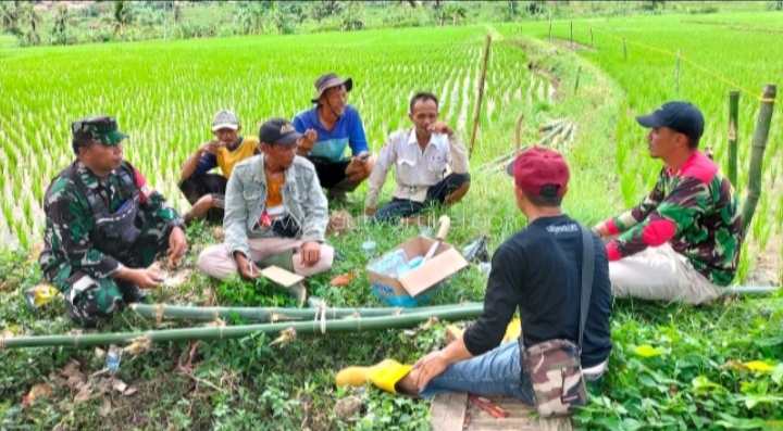 Komsos Babinsa Gunungguruh Dan Petani Bahas Upaya Peningkatan Hasil Pertanian