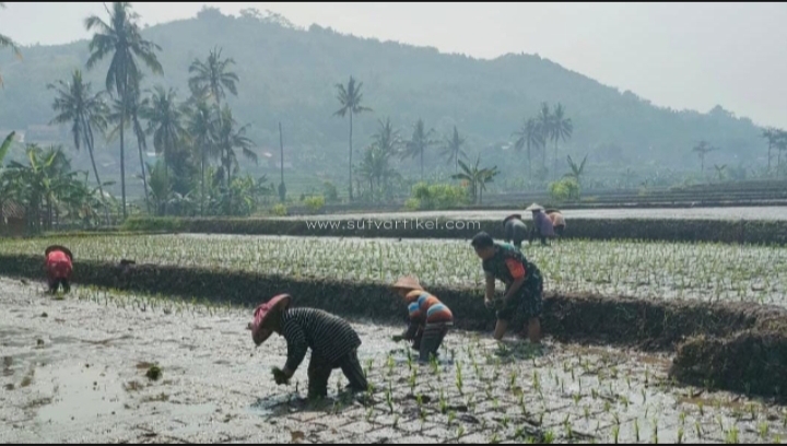 Sukseskan Swasembada Pangan, Babinsa Sirnaresmi Dampingi Petani Tanam Padi